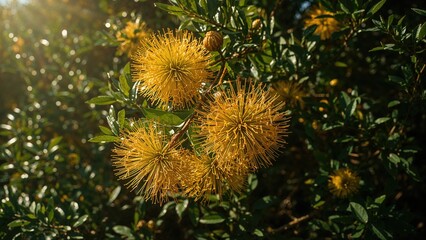 Radiant Golden Penda Flowers Bathed in Sunlight