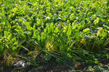 Zuckerrübe,  Zuckerrüben,  Beta vulgaris, Erntereif
