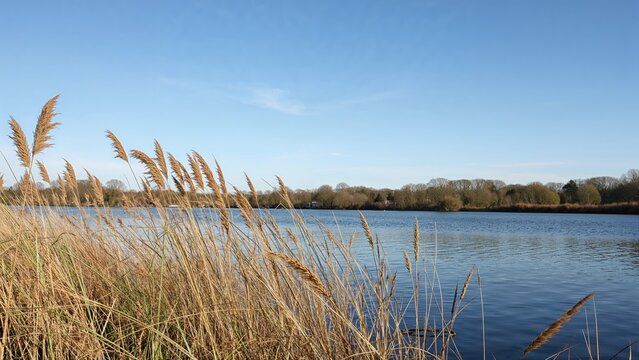 Lakeside golden reeds and grasses glowing under a bright spring sun