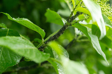Aphid Insects, Greenfly On Plant, Small Garden Parasite Animals, Aphids Pest Colony Closeup