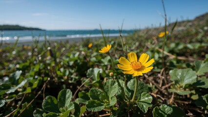 Obraz premium Bright Caltha palustris Blossoms in a Natural Island Habitat
