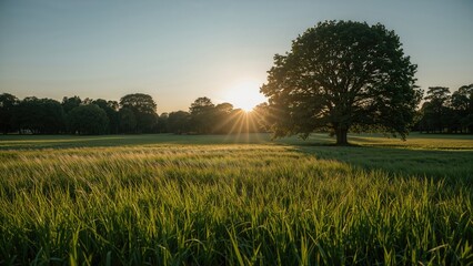 A green field basking in the warm glow of sunrise amidst park trees
