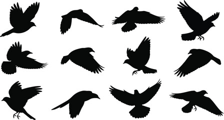 Obraz premium Flying birds silhouettes freedom wildlife design