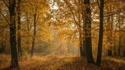 Early daylight shining through a yellow-leaved autumn forest