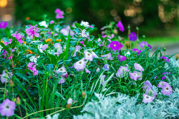 Fototapeta premium Beautiful bright summer flowers on a flowerbed in the park.