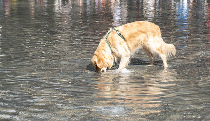Golden retriever playing with a small fountain jet in shallow water, splashing and curious