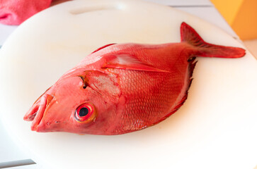 Red Snapper fish close up, Lutjanus or seabream, Sebastes fresh sea food, raw uncooked