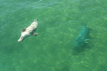 Two seals swimming in clear green water, one floating near the surface