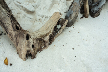 Close-up of twisted driftwood on tropical beach sand, showing natural textures, weathered wood