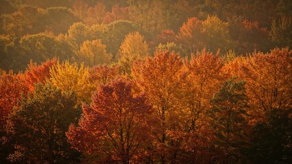 Bright autumn leaves with cozy atmosphere and picturesque scenery