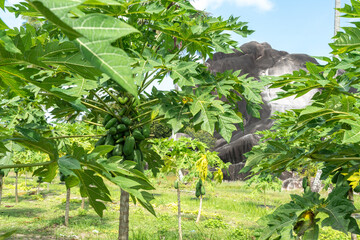 Papaya fruit tree on seychelles farm. Carica papaya ripe fruits in sunny garden, pawpaw harvest