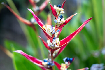 Exotic heliconia flower close-up. An unusual bright flower in Seychelles