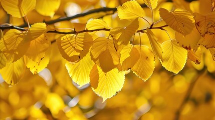 Fototapeta premium Golden Foliage Brilliance