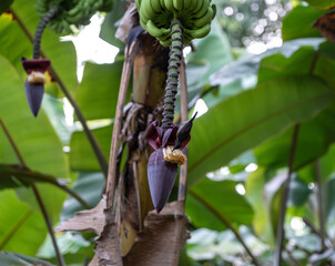 The Seychelles black nectary feeds on a banana flower