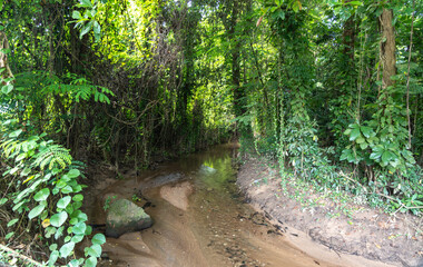 Tropical stream flowing through lush green jungle on Seychelles island