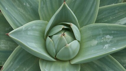 Obraz premium Succulent genus thriving in hot, arid zones with eggshells