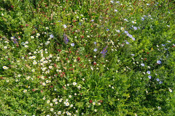 Wild flowers field. Wild flowers on spring meadow with blue flax, crimson clover, red poppy