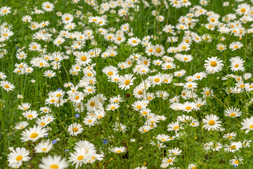 Chamomile flower field. White daisies on spring meadow, wild camomiles in english garden