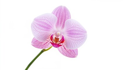 Obraz premium Pink-striped orchid blossom on white background