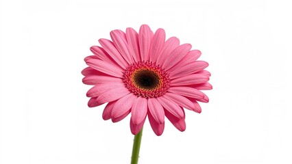 Single pink Gerber daisy bloom against white