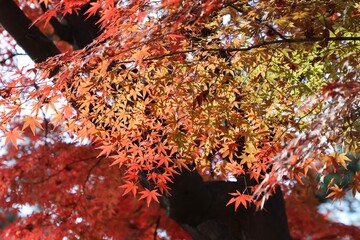 빨갛게 물든 단풍시리즈