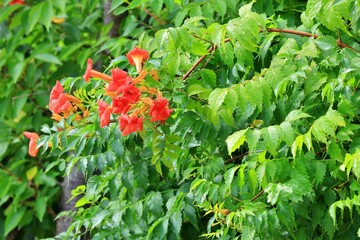 정원 풍경, 빨간색 꽃이 핀 능소화