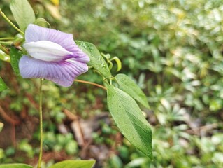 Butterfly pea flower (Clitoria ternatea) in outdoor garden, Close up view 