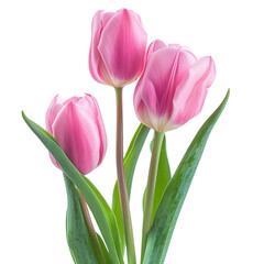 Naklejka premium Pink tulips bouquet, studio shot, floral arrangement, spring, greeting card