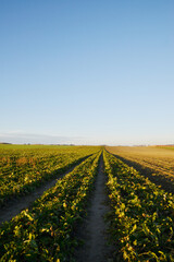 Zuckerrübe,  Zuckerrüben,  Beta vulgaris,  Ernte, Rodung