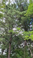  mixed forest, taiga. coniferous and deciduous trees, light, fluffy, white clouds float in the blue sky, summer