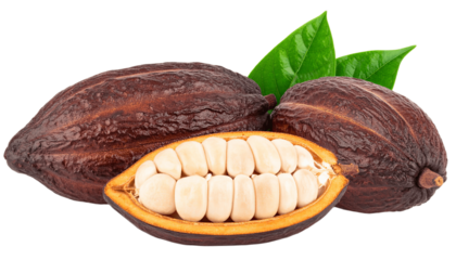 Two whole and single half cocoa pod with raw beans and leaves isolated on white background. Suitable for marketing or business purposes. PNG file