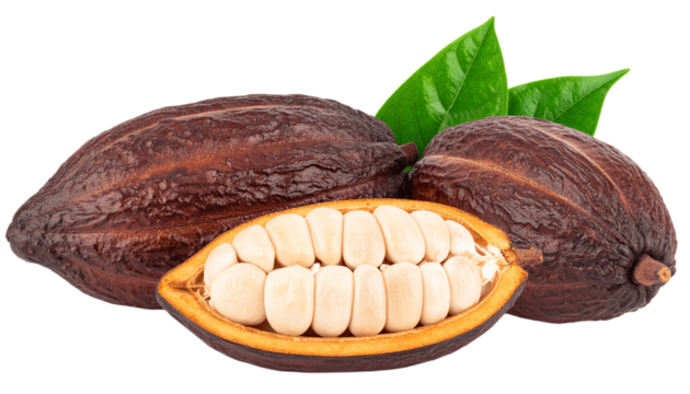 Two whole and single half cocoa pod with raw beans and leaves isolated on white background. Suitable for marketing or business purposes. PNG file