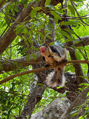 Sri lankan Wild Squirrel in a tree