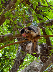 Sri lankan Wild Squirrel in a tree
