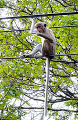 Monkey on a light wire 