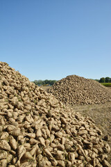 Obraz premium Zuckerrübe, Zuckerrüben, Beta vulgaris, Feldlagerung