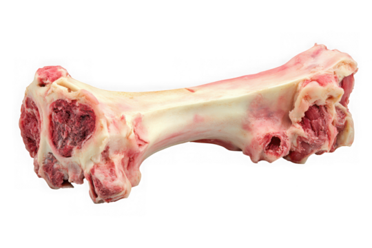 Detailed close-up of a raw bone cutout, perfect for culinary or anatomy projects, high-resolution image for designers and chefs isolated on transparent background