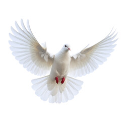 Obraz premium “White Dove in Mid-Flight, Wings Fully Spread, Isolated on Transparent Background”. 