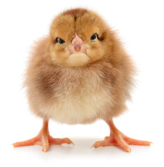 Obraz premium Brown baby chick standing on white background