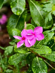 pink flowers