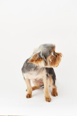 yorkshire terrier puppy fear