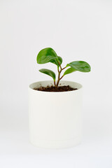 green plant  peperonia  isolated on white