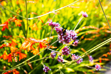 Vibrant garden with bee on purple flowers and bright orange blossoms
