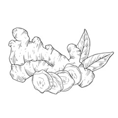 Vector collection of hand-drawn ginger. Sketches from the root, flower and leaves of ginger. Cut pieces. The style of engraving. Isolated objects on a transparent background. Monochrome drawing