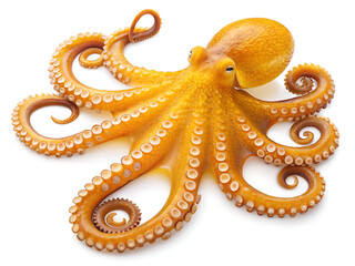 Isolated golden octopus with curled tentacles and white suckers on a plain white background in studio shot