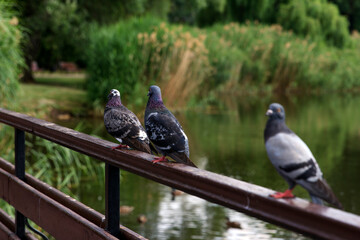Three gray beautiful pigeons perched on a wooden railing by a calm river