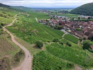 view of the hills of a vineyard in Kaysersberg, Alsace, France