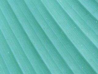 texture of green leaf