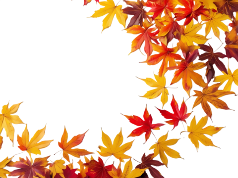 A vibrant border of colorful autumn maple leaves isolated on transparent background, showcasing the transition of seasons