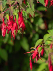 Red fuchsia flowers with a bee